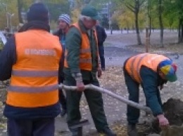 Уволили директора КП «Горзеленстрой»: кто будет пилить и сажать деревья Днепропетровска?