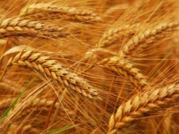 Украина увеличила экспорт зерновых на 50%