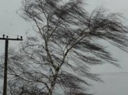 Из-за сильного ветра в Макеевке были повреждены линии электропередач