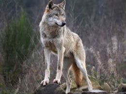 Волки и лисы не могут мигрировать с временно оккупированных территорий в Украине из-за АТО