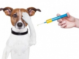 В Славянске пройдет вакцинация животных от бешенства. График по микрорайонам