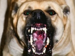 В Мариуполе бойцовская собака напала на свою хозяйку