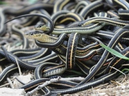 В Дагестане женщина убила около 80 змей на своем участке