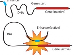Ученые усовершенствовали редактирование генома человека