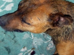 В Запорожье отравленная собака три часа простояла в холодной воде, чтобы не умереть, - ФОТО