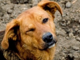 В Мариуполе отказались от отстрела бродячих собак