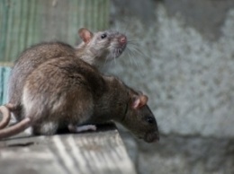 В Запорожье возле жилых домов табунами бегают крысы, - ВИДЕО