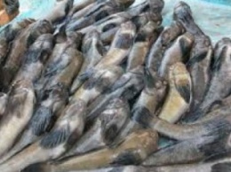 На левобережье Мариуполя инспектора рыбоохраны задержали браконьера