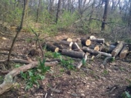 В Володарском районе задержаны "убийцы" деревьев (ФОТО)