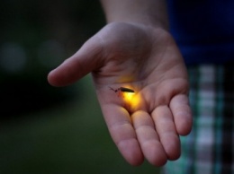 Ученые создали устройство для «общения» со светлячками