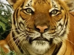 Во Флориде тигр загрыз смотрительницу
