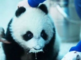 Детеныш панды стал новой звездой интернета