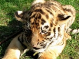 Посмотрите, кто родился! Весенний бэби-бум в Николаевском зоопарке набирает обороты