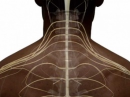Ученые: Иммуносупрессию от повреждений спинного мозга можно вылечить