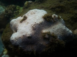 Возле Сиднея впервые были обнаружены умирающие коралловые рифы (фото)