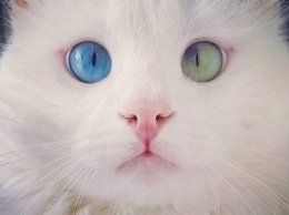 Найден еще один "самый красивый в мире" кот