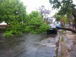 В Николаеве упавшее дерево раздавило автомобиль