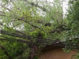 В Кривом Роге на крышу жилого дома рухнуло дерево (ФОТО)