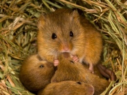 Ученые: В исследовании иммунитета человека помогут «грязные» мыши