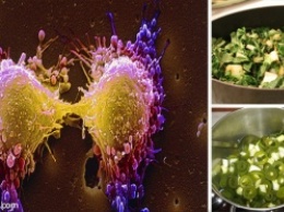 15 продуктов, которые разрушают клетки рака, выводят токсины и выводят свободные радикалы