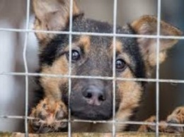 В Черниговской области может появиться приют для собак