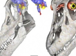Ученые обнаружили останки аргентинского динозавра Sarmientosaurus
