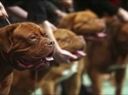 Породистые собаки со всей Украины поборятся за кубок мэра Мариуполя