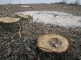 На Закарпатье расследуют незаконную вырубку леса в пограничной полосе на 12 миллионов