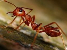 Ученые выявили у муравьев-сплавщиков особый навык