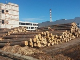 СБУ перекрыла незаконную "схему" экспорта древесины
