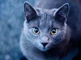 Catterbox - ошейник-переводчик с кошачьего языка на человеческий