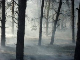 Традиционные «первомайские» пожары на Николаевщине: горела хвойная подстилка и сухая трава на площади 15 тыс.кв.м
