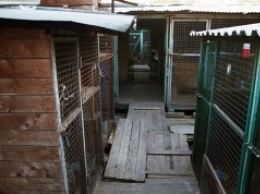 Экозащитники обнаружили трупы собак в еще одном приюте "Эко Вешняки"