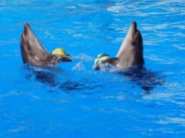 В Винницкой области украли двух дельфинов