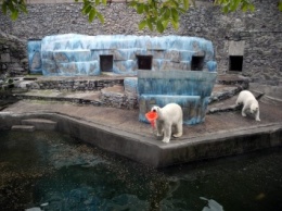 В Николаеве белые медведи порадовали посетителей игрой в «водный волейбол»
