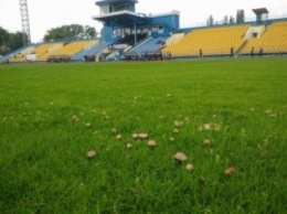 Поле стадиона Говерлы заросло грибами (ФОТО)
