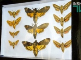 «Загадочный мир»: в краеведческом музее открылась выставка насекомых из николаевских частных коллекций