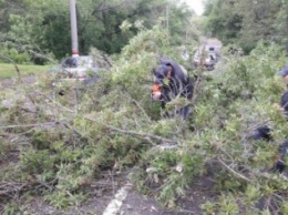 В Кировограде дерево упало на проезжую часть