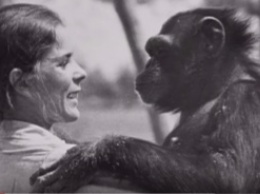 Шимпанзе не забыла, что сделала эта женщина. Спустя 18 лет они наконец встретились