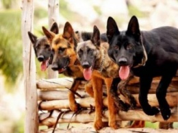 Днепропетровцы просят власти обустроить спецплощадки для выгула собак