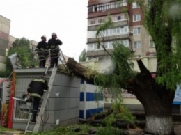 Сильный ветер ночью в Днепропетровске свалил деревья на киоск и проезжую часть (ФОТО)