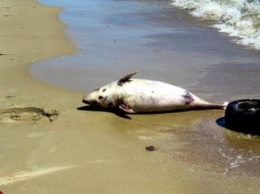 На пляже в Мариуполе нашли огромного дельфина (ФОТО)