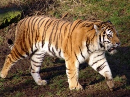 В Нидерландах два тигра сбежали из питомника, полиция сумела их обнаружить
