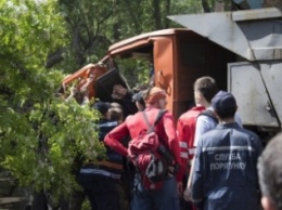 На кабину КАМАЗа упало огромное дерево (фото)