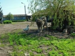 В Курской области завязалась дружба между псом Снежком и уткой Крякой