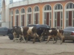 По центру Самары гуляет стадо коров (ФОТО)