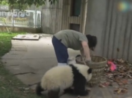 Маленькие панды "воюют" с уборщицей за корзину мусора (ВИДЕО)