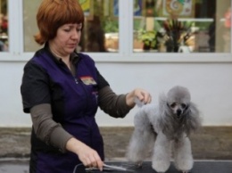 В Краматорске состоялась национальная выставка собак