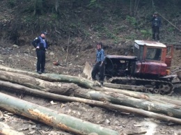 Полиция Закарпатья задержала "на горячем" уничтожителей леса: опубликовано ФОТО