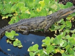 Во Флориде нашли крокодилов-людоедов из Африки